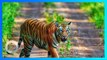 Tewaskan Seorang Petugas, Dua Harimau Lepas di Singkawang Berhasil Dilumpuhkan - TomoNews