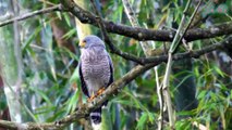 Diều hâu ven đường – Loài chim săn mồi nhỏ ở châu Mỹ