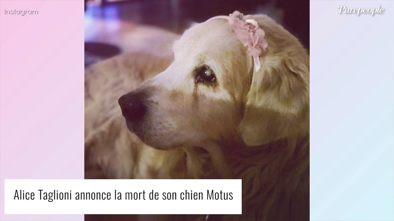 Alice Taglioni en deuil : la compagne de Laurent Delahousse annonce une triste nouvelle