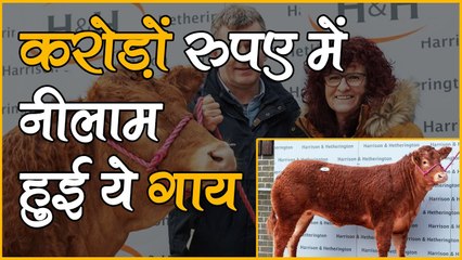 टूटा वर्ल्ड रिकॉर्ड! करोड़ों में नीलाम हुई 'पॉश स्पाइस' नाम की ये गाय, कीमत आपके भी होश उड़ा देगी