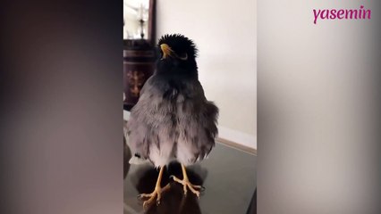 Çiğdeci kuşunun ilginç ötüş şekli!