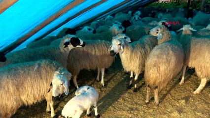 Kurtlara karşı Kangallı ve silahlı nöbet