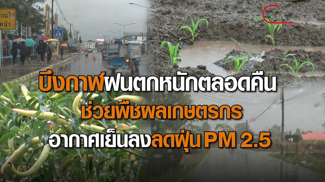 บึงกาฬฝนตกหนักตลอดคืน ช่วยพืชผลเกษตรกร อากาศเย็นลงช่วยลดฝุ่นPM2.5