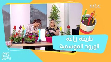 طريقة زراعة الورود الموسمية بأنواعها المختلفة وكيفية الاعتناء بها