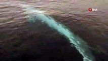 Adana'da görülen oluklu balina, dünyanın ikinci büyük balina türü
