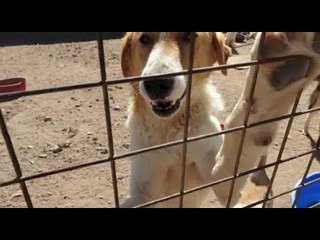 العقبة تحتضن أول ملجأ للكلاب الضالة في المملكة