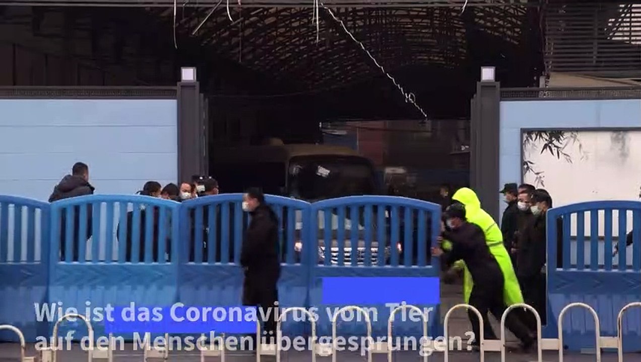 WHO: Tier als Pandemie-Auslöser noch nicht identifiziert