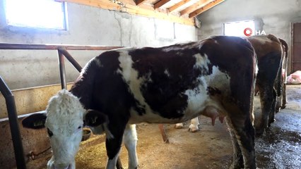 Almanya'yı bırakıp, döndüğü köyünde huzuru ve sağlığı buldu