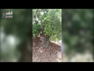 اربد: الحياة تعود من جديد لأغصان شجرة " الخضر" في الكورة