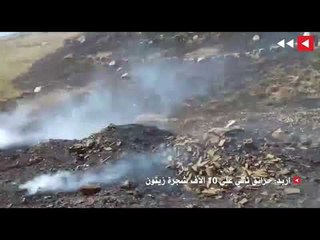 اربد: حرائق تأتي على 10 الاف شجرة زيتون