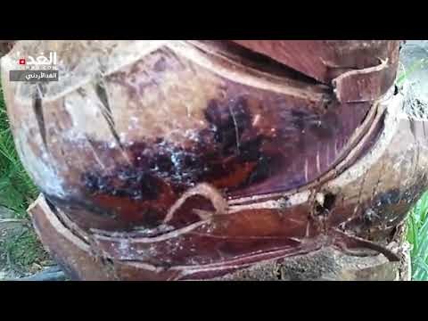 الشونة الجنوبية: سوسة النخيل كابوس ينخر جيوب المزارعين