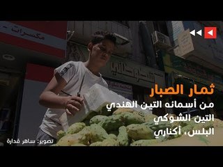 ثمار الصبار صيفية منعشة وفوائد جمة