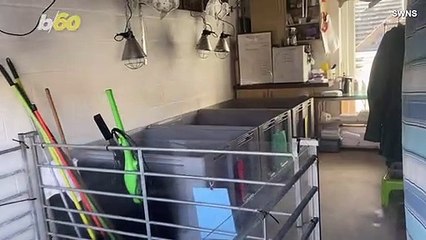 Airbnb Owner Transforms Rental Property Into Seal Sanctuary