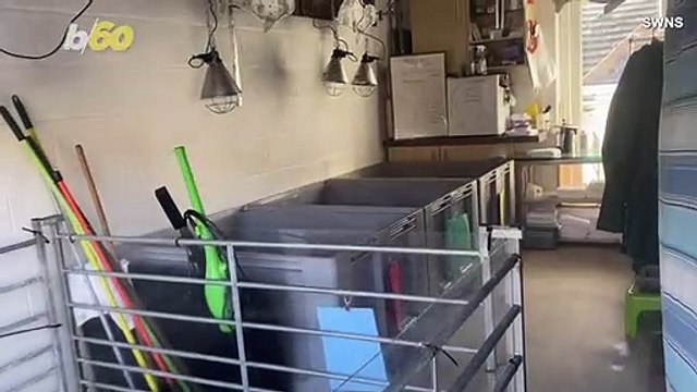 Airbnb Owner Transforms Rental Property Into Seal Sanctuary