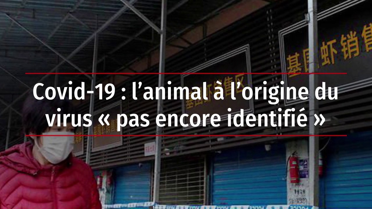Covid-19 : l’animal à l’origine du virus « pas encore identifié »
