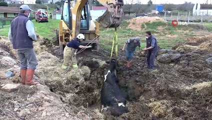 Çukurda mahsur kalan ineği kurtarma operasyonu havadan görüntülendi