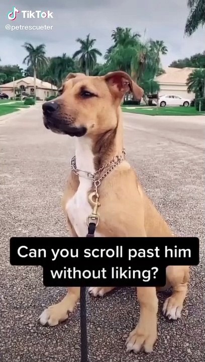 Cute dog