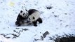 Snow Day! Look at This Adorable Footage of Panda Twins Playing in Snow for the First Time!