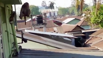 Enjoying monkeys