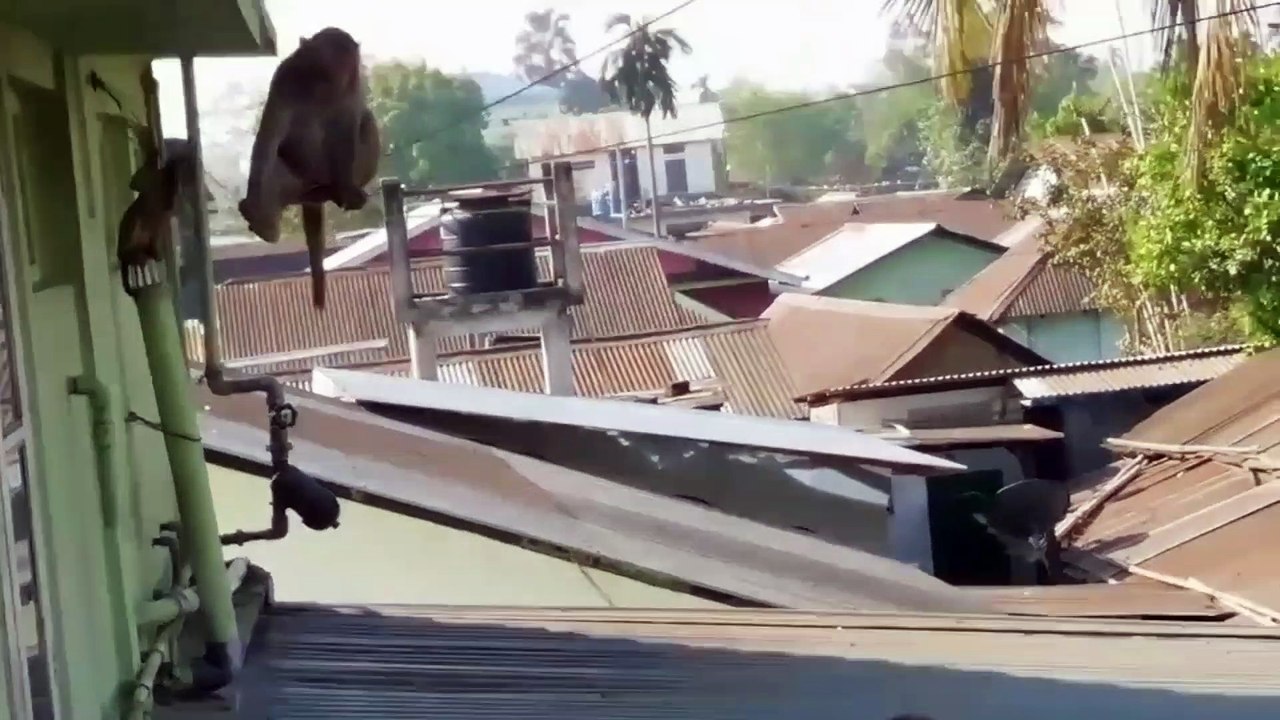 Enjoying monkeys