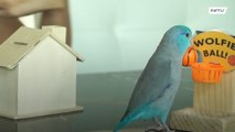 Parrot stuns Internet with cool tricks