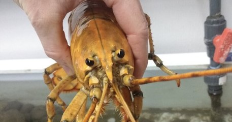 Un pêcheur américain a fait la découverte d'un homard jaune, une espèce rarissime