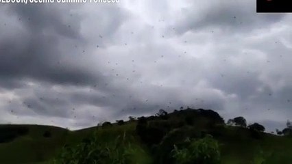 Gören gözlerine inanamadı! Gökten örümcek yağdı