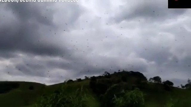 Gören gözlerine inanamadı! Gökten örümcek yağdı
