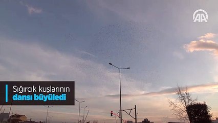 Sığırcık kuşlarının dansı büyüledi