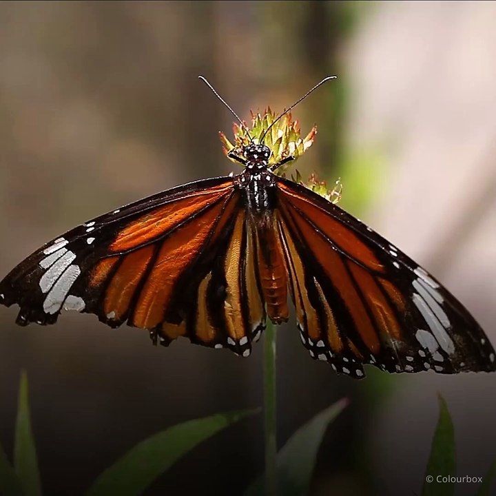 Es la mariposa un error de la naturaleza - DW