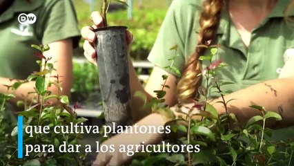 Reforestación en Brasil - DW