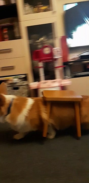 Corgi Gets Stuck Under Stool