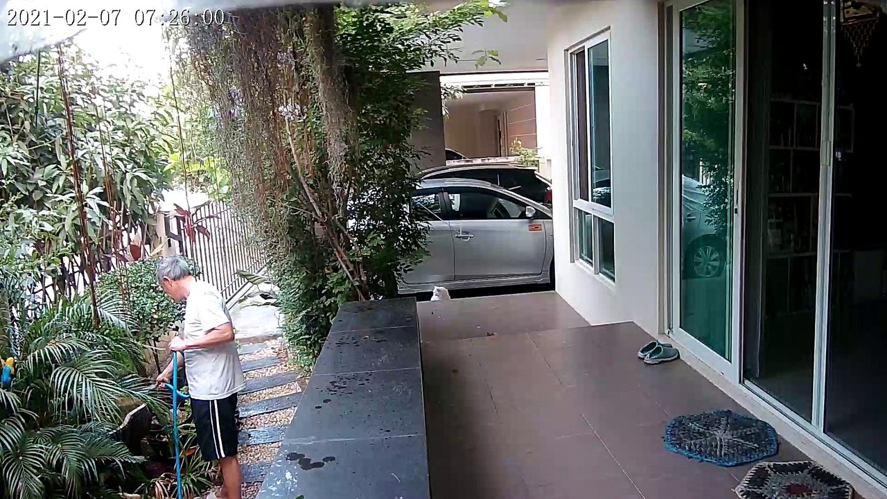 Hungry Snake Comes After Cat