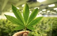 Virginia Expected to Become First Southern State to Legalize Marijuana