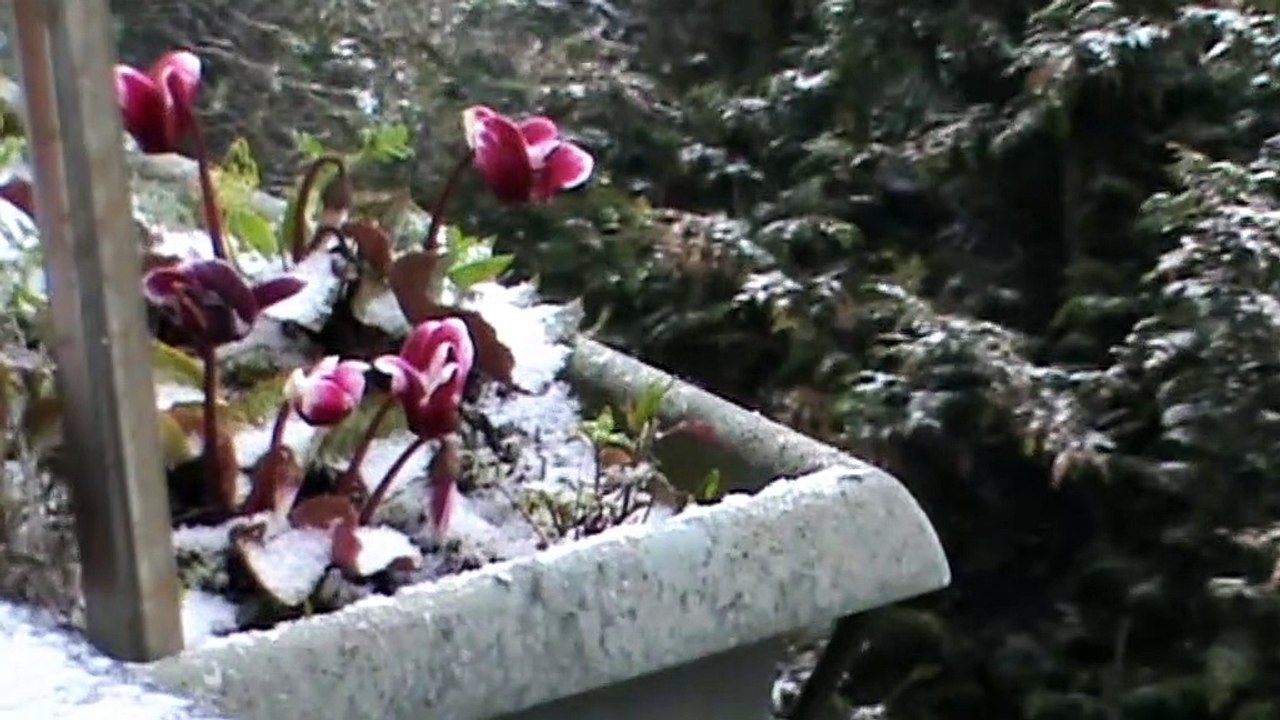 neige Bretagne 9 fevrier 2021