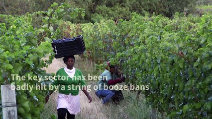 South Africa's wine industry reels from alcohol bans