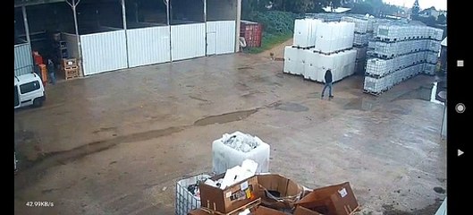 Quand un chacal vient surprendre un homme par derrière... Flippant