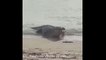 Un crocodile géant vient avaler 2 requins échoués sur une plage (Australie)