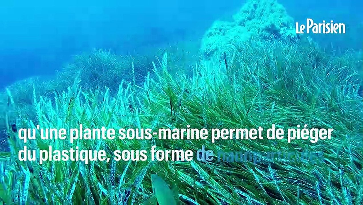 Cette plante sous-marine rejette le plastique de la mer sur les côtes