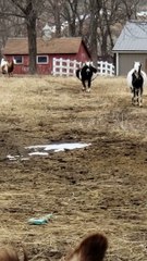 Huge Pregnant Goat is Impressively Wide