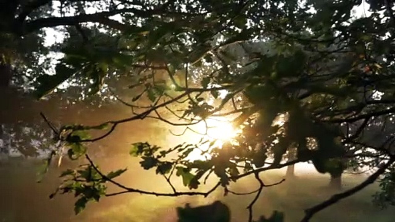 Trees - 50727