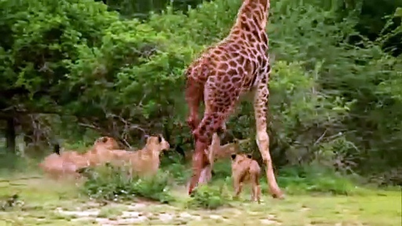 Wildlife Brave Giraffe Kick Five Lion To Save Baby - Power of  LION In The Anima_HD