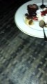 Racoons Invade Dessert Plate at Resort