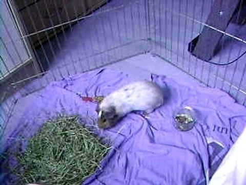 pouik ds son new enclos