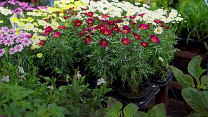 Plants Are the New Toilet Paper