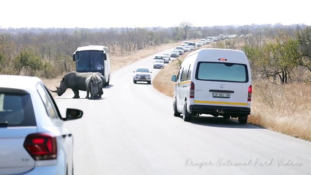 Rhino Traffic Jam Kruger National Park Biggest Road Block Ever..