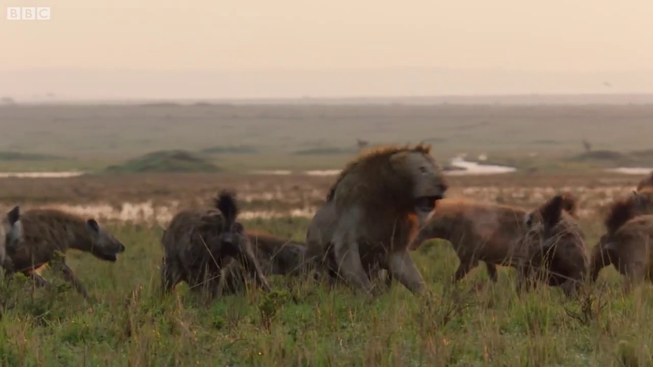 Lion Trapped by Clan of Hyenas _ Dynasties _. video Dailymotion