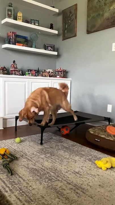 Doggy Squeaks Ball from Trampoline