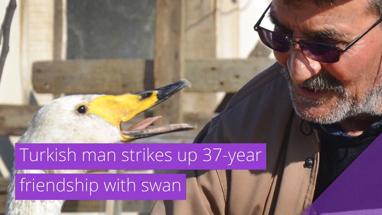 Turkish man strikes up 37-year friendship with swan, and other top stories in strange news from February 10, 2021.