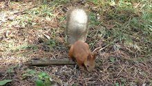 Funny behavior of a squirrel